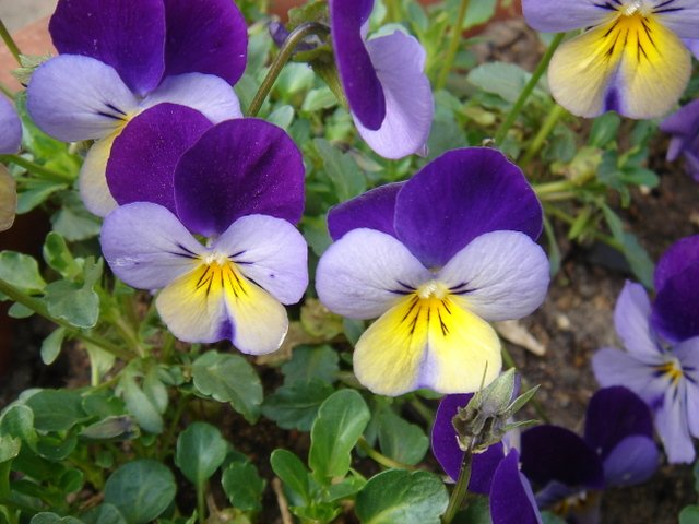 Viola cornuta 'Rebel bleu jaune'